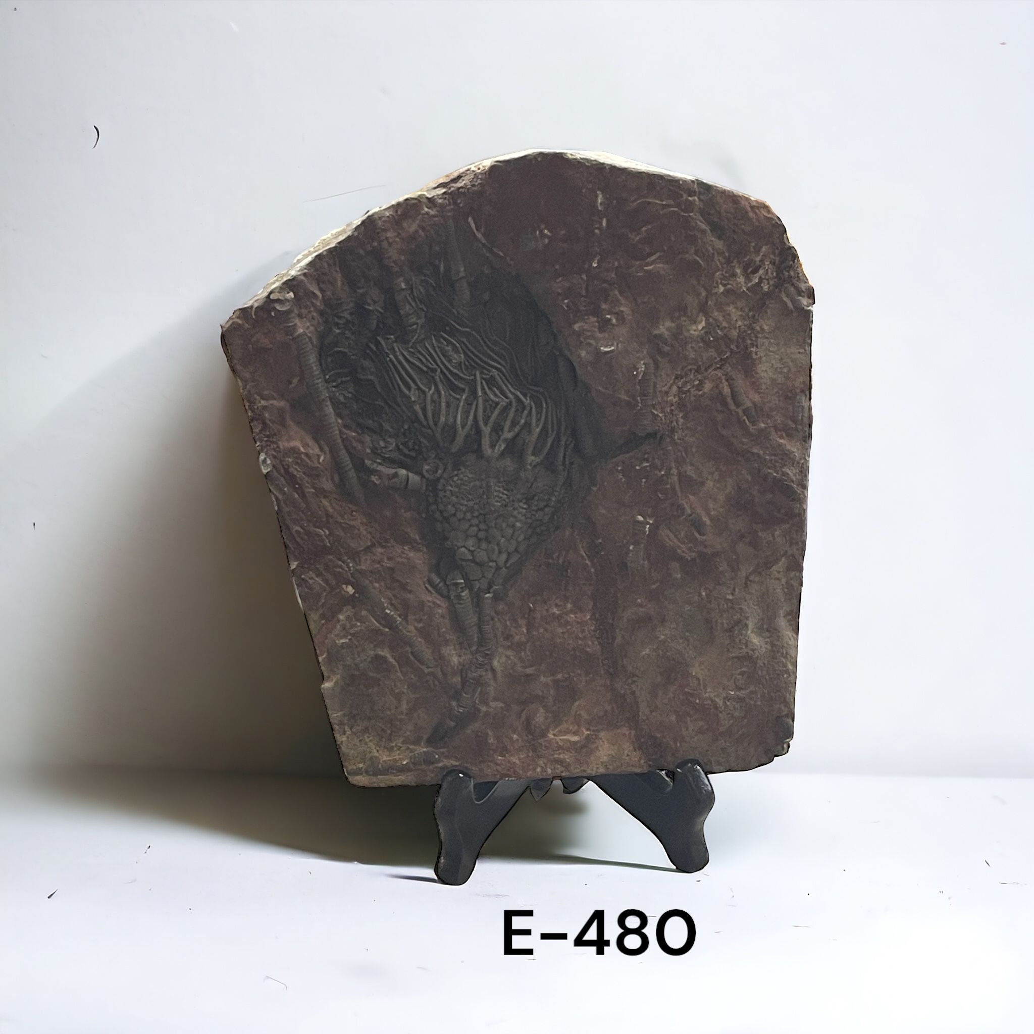 ウミユリの化石、4億5千万年前、オルドビス紀、スキフォクリナイト類