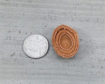 Stromatolite Ediacarian Fossil Rough Specimen, From Morocco