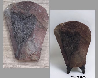 ウミユリの化石、4億5千万年前、オルドビス紀、スキフォクリナイト類