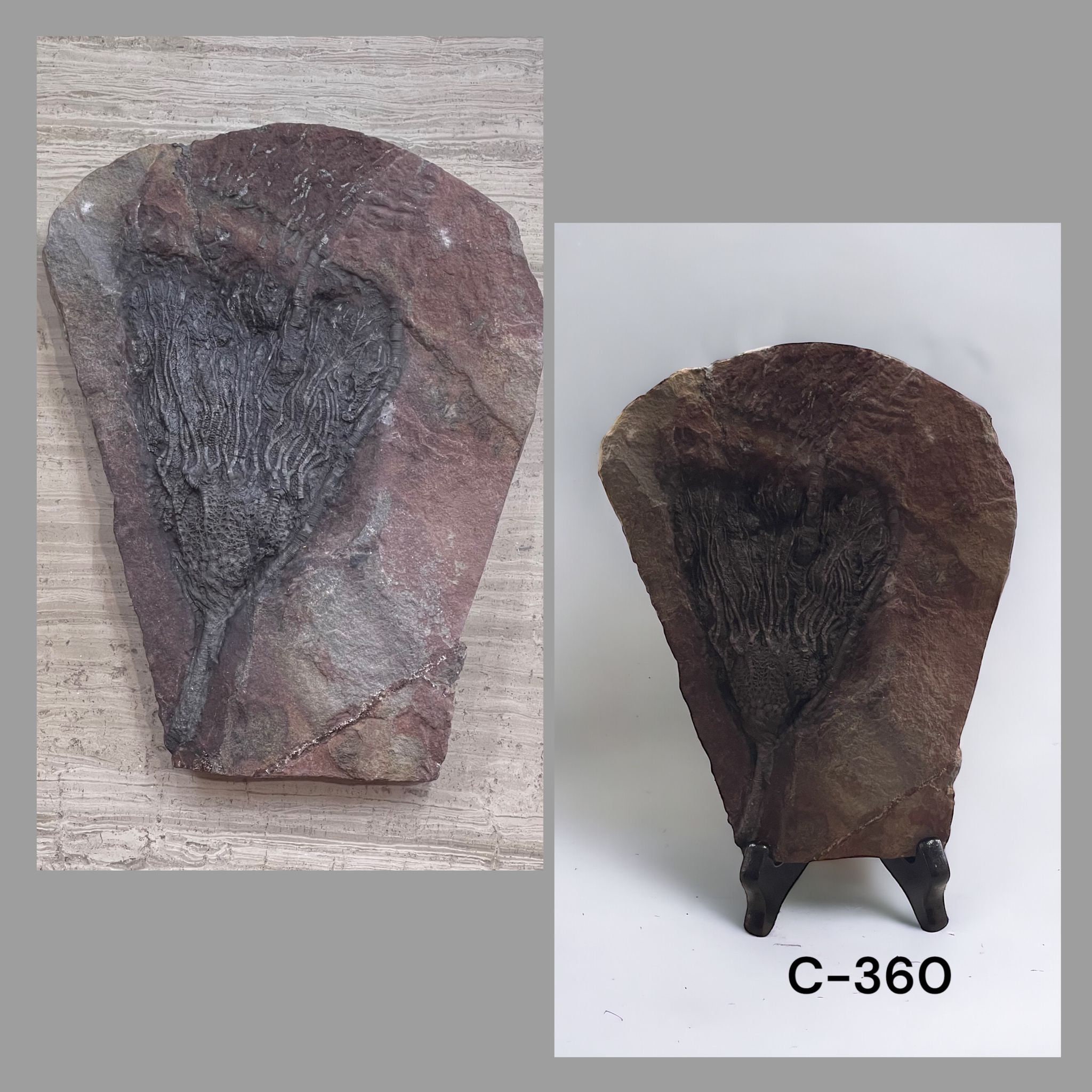 ウミユリの化石、4億5千万年前、オルドビス紀、スキフォクリナイト類