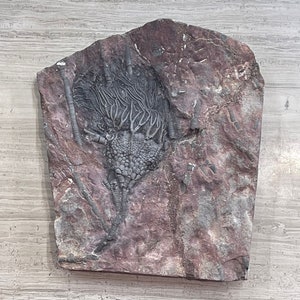 Crinoid Fossil aka Sea Lilies, 450 MM Years Old, Ordovician Period, Scyphocrinites Species (1 pc) Ancient Specimen From Morocco, Plaque