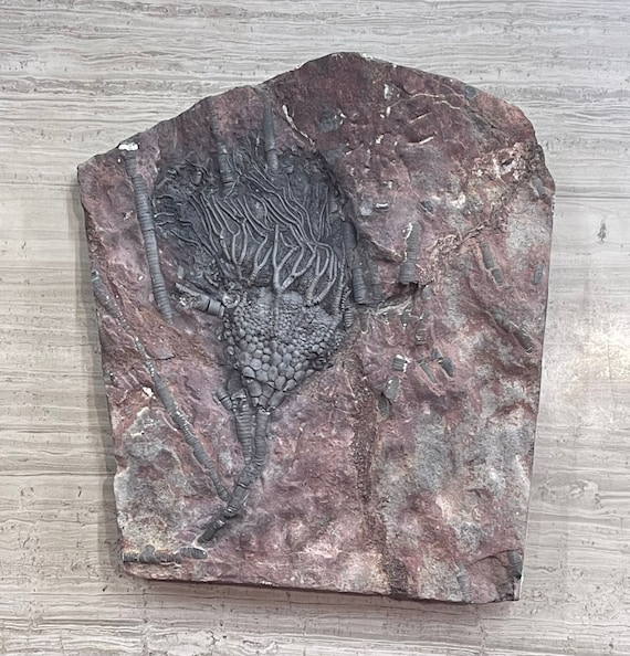 ウミユリの化石、4億5千万年前、オルドビス紀、スキフォクリナイト類