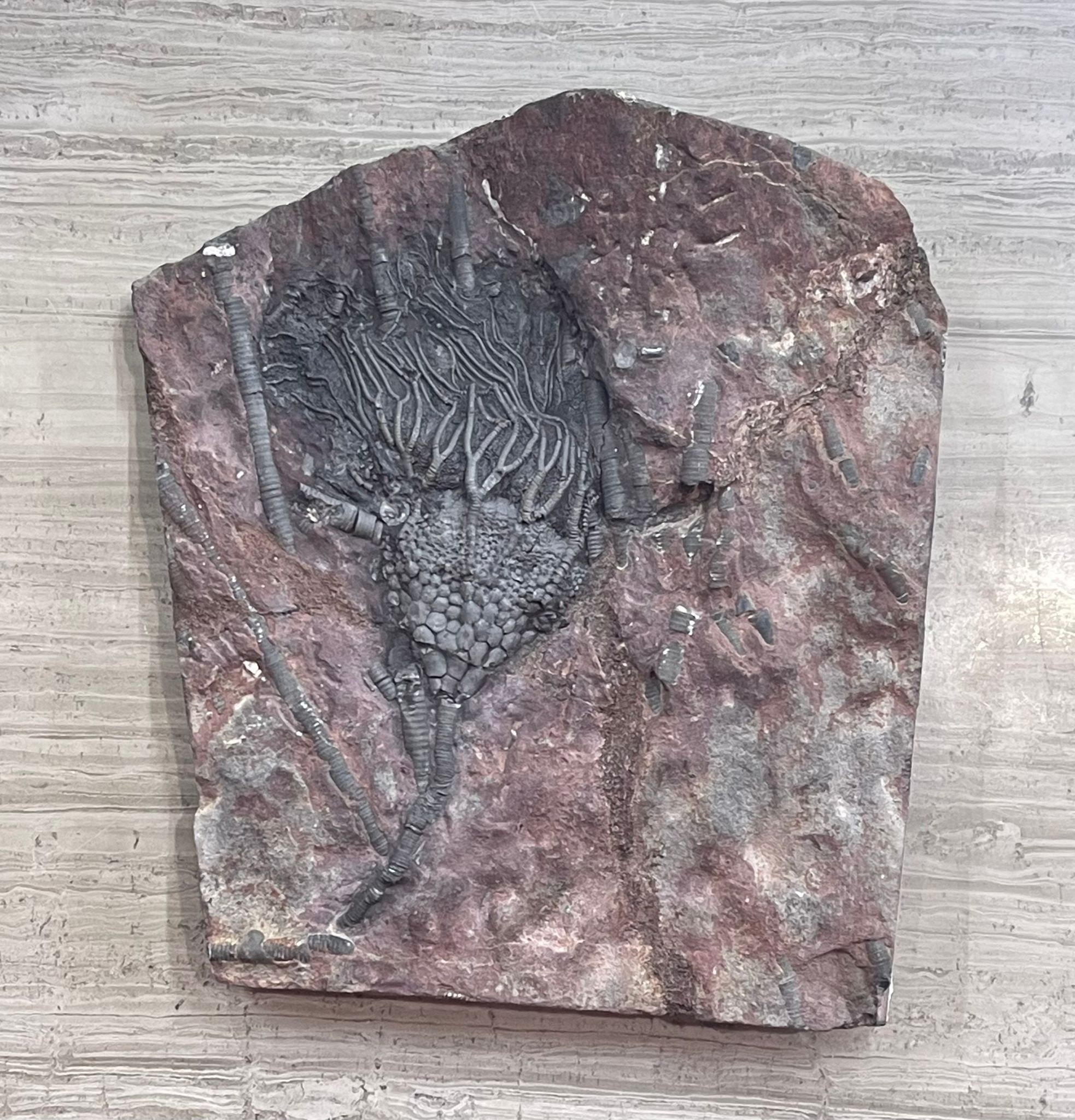 ウミユリ 化石　モロッコ産 1decabbda5332ad8eac1c0bb3f9967