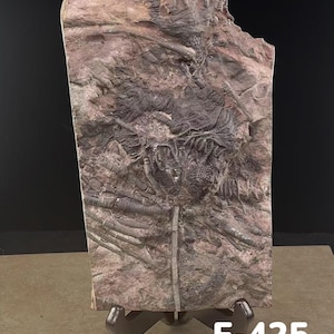 Merocrinus Crinoid Fossil Aka Sea Lilies, 450 MM Years Old, Ordovician Period ...