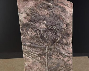 ウミユリの化石、4億5千万年前、オルドビス紀、スキフォクリナイト類