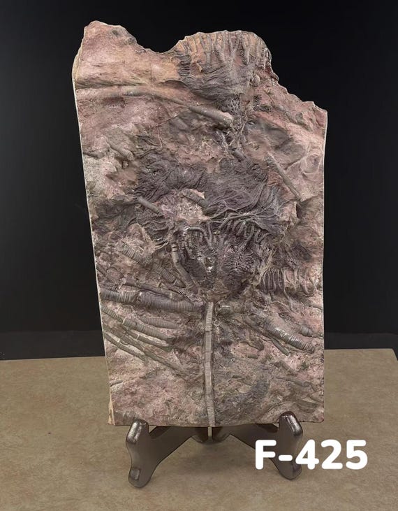 ウミユリの化石、4億5千万年前、オルドビス紀、スキフォクリナイト類