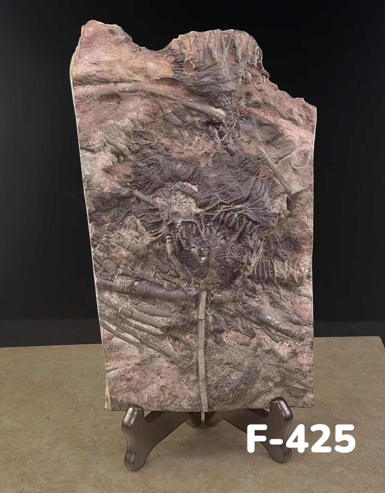 ウミユリの化石、4億5千万年前、オルドビス紀、スキフォクリナイト類