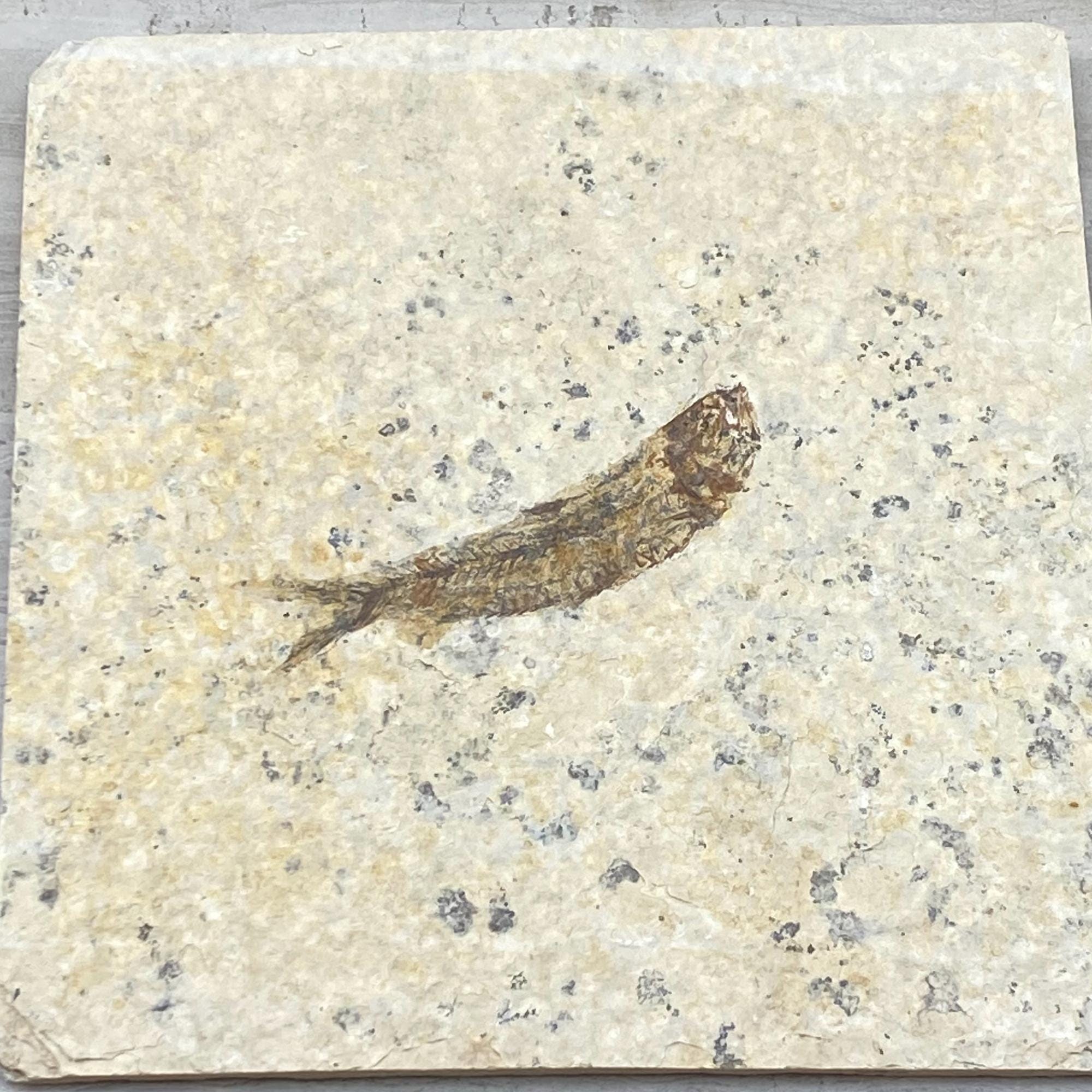 台付　ナイティア　魚　始新世　アメリカ　ワイオミング州化石　鉱石　希少 ワイオミング州グリーンリバー層（米国）産のナイティア化石、始新世
