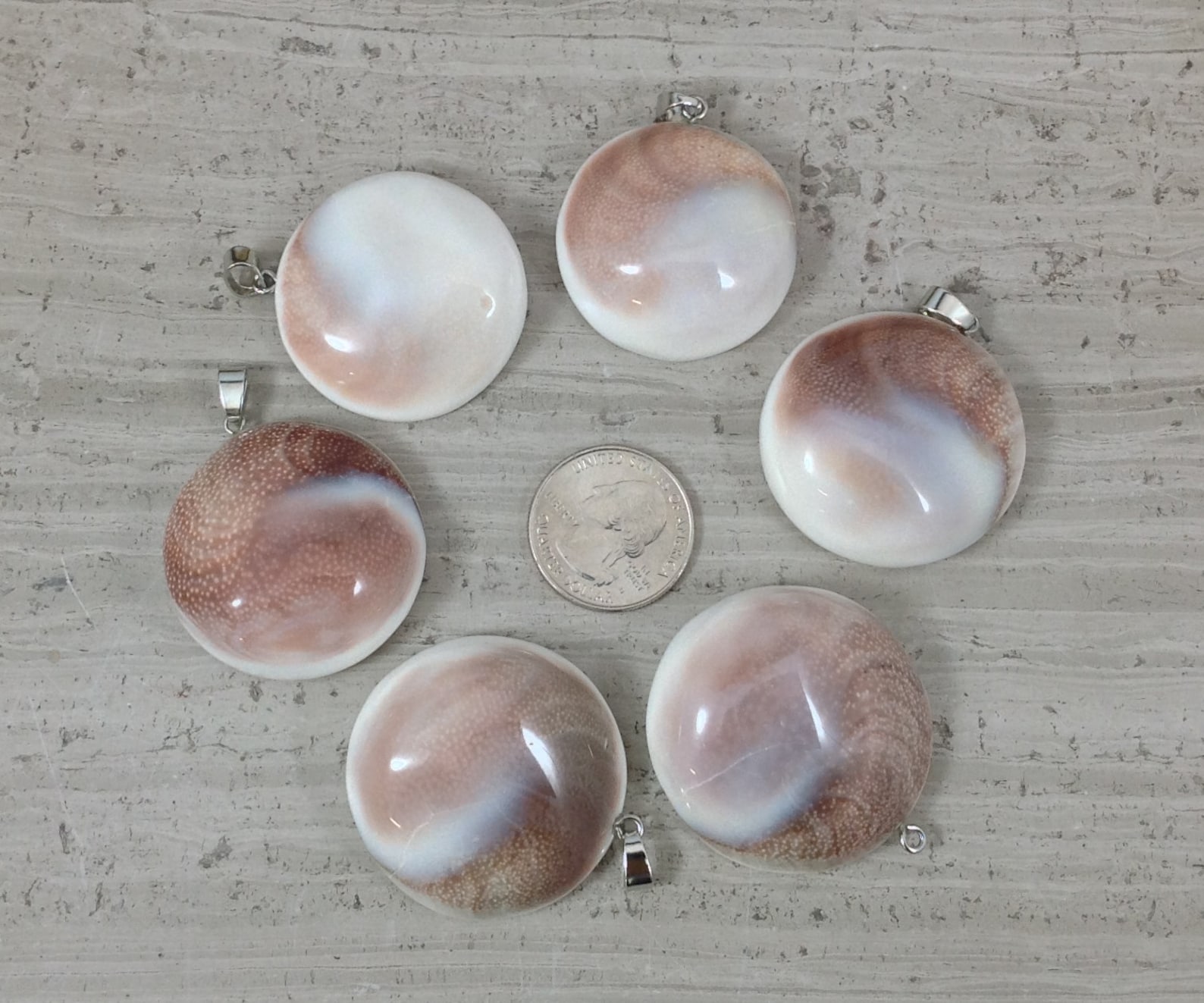 Shiva Shell Pacific Cat's Eye Shell Operculum Gastropod Etsy