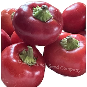 Poivron mennonite à farce Weaver's, piment doux pour farce ou pour cuisiner (sans OGM, graines à pollinisation libre, 15 graines min., cultivé au Canada)