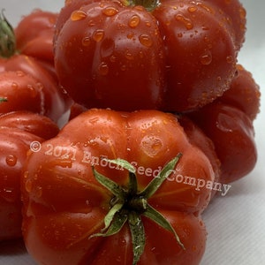 Costoluto Genovese Tomato Seeds (Italiaans erfgoed, niet-ggo&#39;s en open bestoven zaden, 25 zaden min. per verpakking, geteeld en verpakt in Canada)