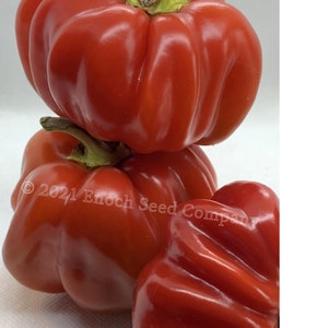 Red Ruffled Pimento Pepper (Sweet Pepper, Stuffing Pepper, Non-GMO, Open-Pollinated Seeds. Min. 15 Seeds Per Package, Grown in Canada)
