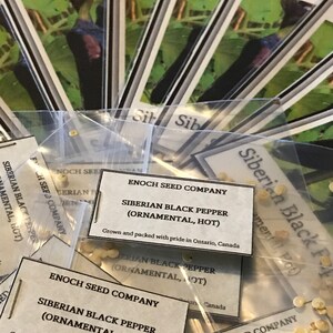 Siberian Black Pepper. Heirloom, Ornamental Pepper. Hot! (Non-GMO, Open Pollinated Seeds, Min. 15 Seeds Per Pack) image 7