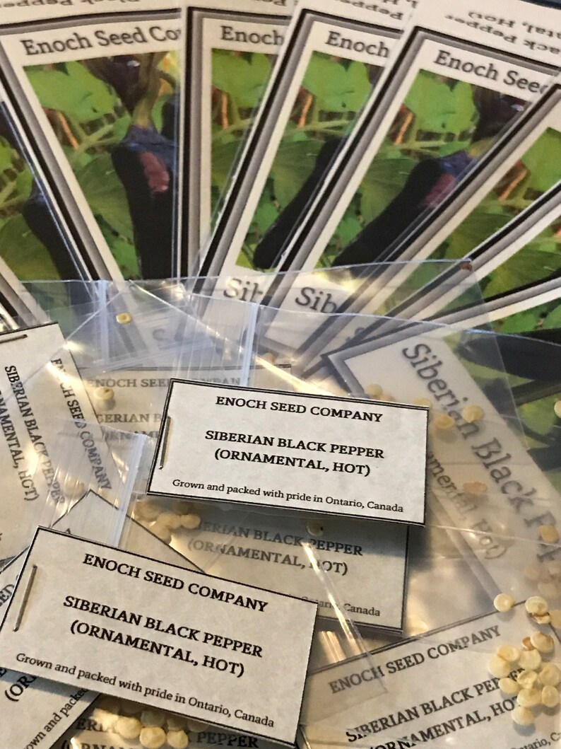 Siberian Black Pepper. Heirloom, Ornamental Pepper. Hot! (Non-GMO, Open Pollinated Seeds, Min. 15 Seeds Per Pack) image 7
