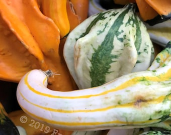 Autumn Wings Gourd Mix (10 Seeds Min.)