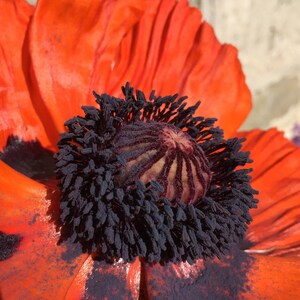 Oriental Poppy Orange 100 min. seeds, Perennial, Papaver orientale image 2