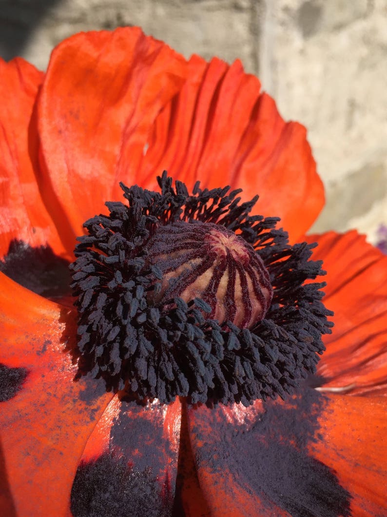 Oriental Poppy Orange 100 min. seeds, Perennial, Papaver orientale image 2