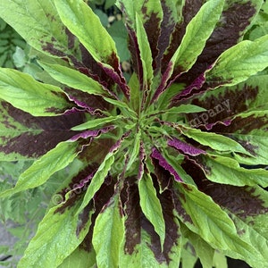 Joseph's Coat Amaranth Tricolour Amaranth, Summer Poinsettia, Fountain Plant 25 Seeds Min. Per Package, Non GMO Seed, Grown in Canada image 2