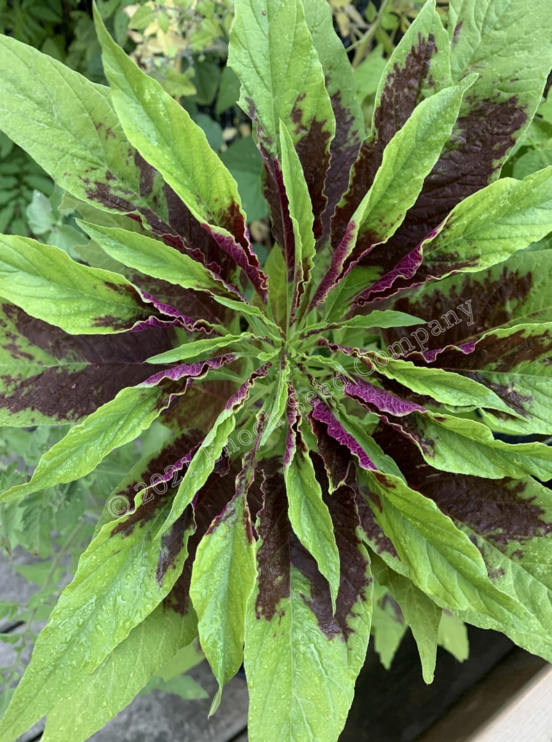 Joseph's Coat Amaranth Tricolour Amaranth, Summer Poinsettia, Fountain Plant 25 Seeds Min. Per Package, Non GMO Seed, Grown in Canada image 2