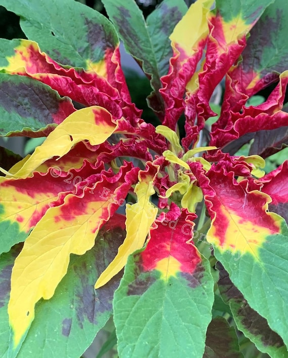 Joseph's Coat Amaranth (Dreifarbiger Amaranth, Sommer-Weihnachtsstern,  Brunnenpflanze [25 Samen Min. Pro Packung, Non GMO Samen, Angebaut in  Kanada) - Etsy sterreich