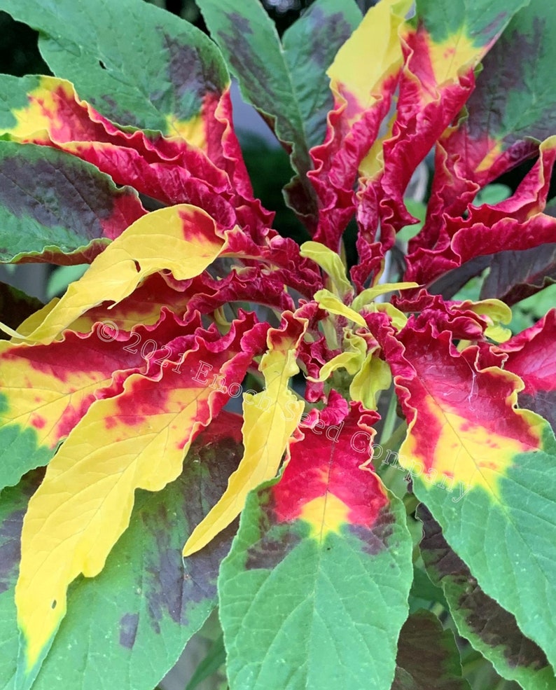 Joseph's Coat Amaranth Tricolour Amaranth, Summer Poinsettia, Fountain Plant 25 Seeds Min. Per Package, Non GMO Seed, Grown in Canada image 1