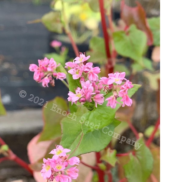 Rose Red Soba Buckwheat (Pink Flowered Buckwheat, Rare, Non-GMO and Open Pollinated Seeds, Min. 15 Seeds Per Package, Grown in Canada)