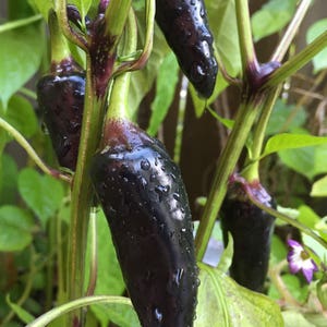 Siberian Black Pepper. Heirloom, Ornamental Pepper. Hot! (Non-GMO, Open Pollinated Seeds, Min. 15 Seeds Per Pack) image 5