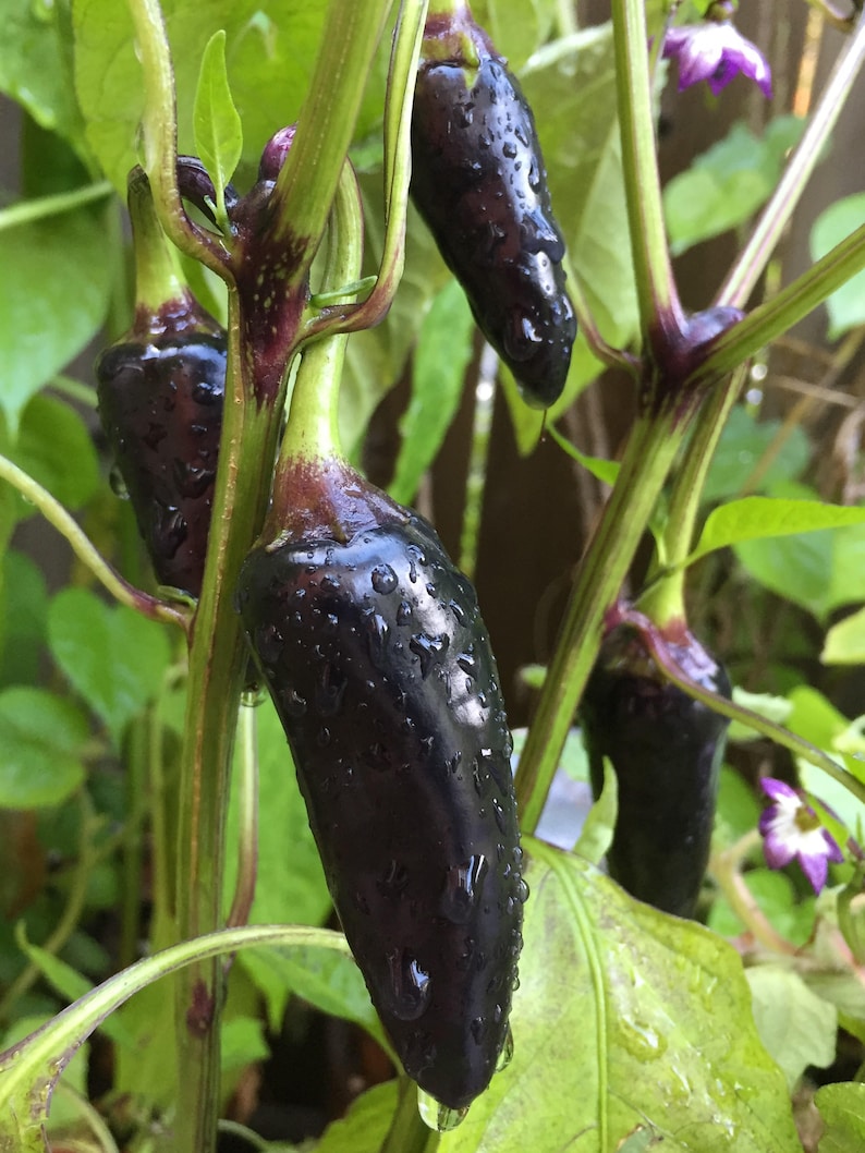 Siberian Black Pepper. Heirloom, Ornamental Pepper. Hot! (Non-GMO, Open Pollinated Seeds, Min. 15 Seeds Per Pack) image 5