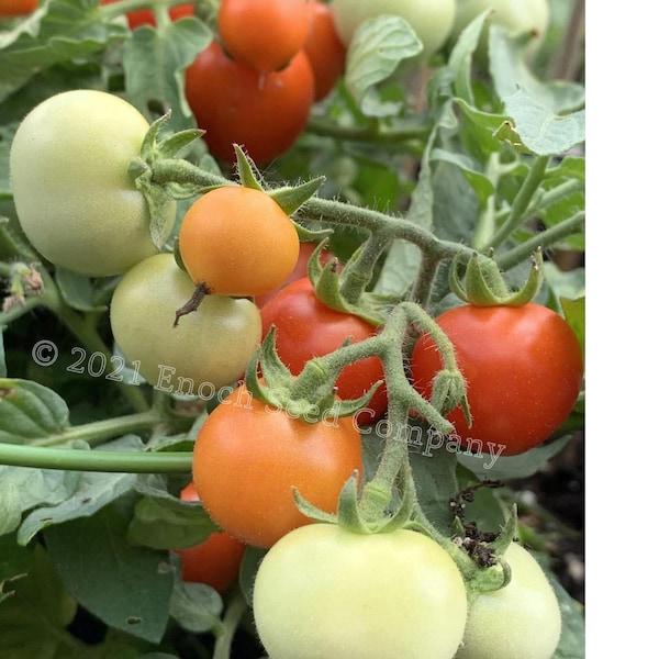 Micro Tom TomatenSamen (Seltene, weltweit kleinste non-hybride Tomate, Non-GMOs & open pollinated Seeds, *10* Samen min. pro Paket)