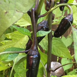 Siberian Black Pepper. Heirloom, Ornamental Pepper. Hot! (Non-GMO, Open Pollinated Seeds, Min. 15 Seeds Per Pack) image 2