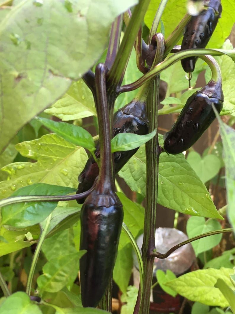 Siberian Black Pepper. Heirloom, Ornamental Pepper. Hot! (Non-GMO, Open Pollinated Seeds, Min. 15 Seeds Per Pack) image 2