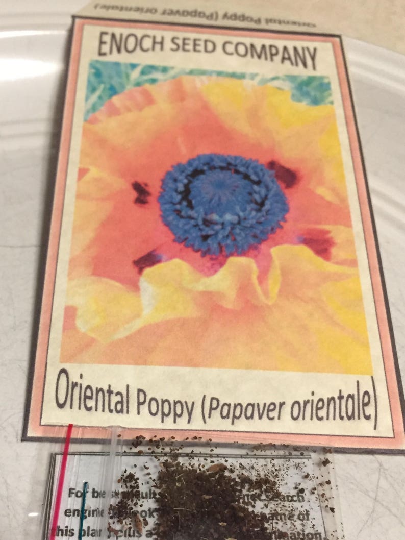 Oriental Poppy Orange 100 min. seeds, Perennial, Papaver orientale image 9