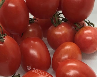 Santorini Kirschtomate (griechisches Erbstück, 25 Samen Min. Non GMO Samen, offen bestäubt, gewachsen und verpackt in Kanada)