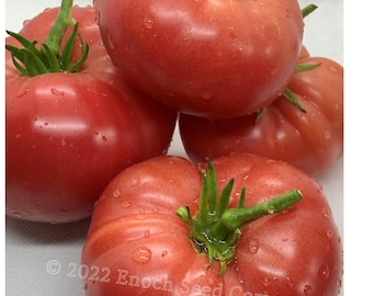 Tomate Mortgage Lifter (heirloom, tipo bistec, sin OMG, semillas de polinización abierta - Mínimo 25 por paquete. Tomate mediano a grande)