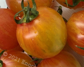 Sunrise Bumblebee Cherry Tomato, Heirloom Variety. Productive and colourful! (Non-GMO, Open Pollinated Seed, Min. 25 Seeds Per Pack)