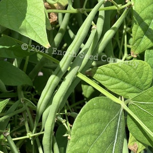 Comtesse de Chambord Bean (Hungarian Rice Bean, Narrow Bush Bean, Non-GMO & Open Pollinated Seed, Min. 10 Seeds Per Pkg., Grown in Canada)