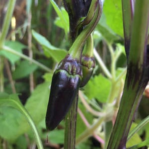 Siberian Black Pepper. Heirloom, Ornamental Pepper. Hot! (Non-GMO, Open Pollinated Seeds, Min. 15 Seeds Per Pack) image 4