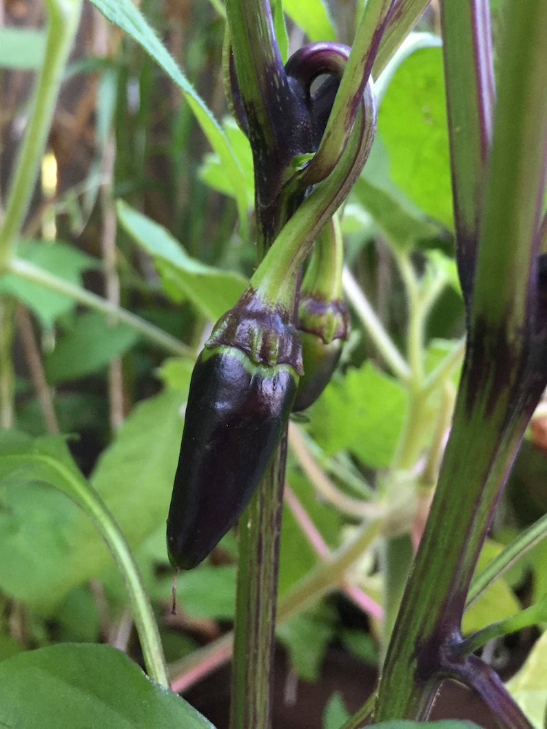 Siberian Black Pepper. Heirloom, Ornamental Pepper. Hot! (Non-GMO, Open Pollinated Seeds, Min. 15 Seeds Per Pack) image 4