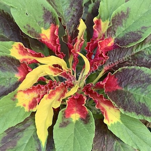 Joseph's Coat Amaranth Tricolour Amaranth, Summer Poinsettia, Fountain Plant 25 Seeds Min. Per Package, Non GMO Seed, Grown in Canada image 3