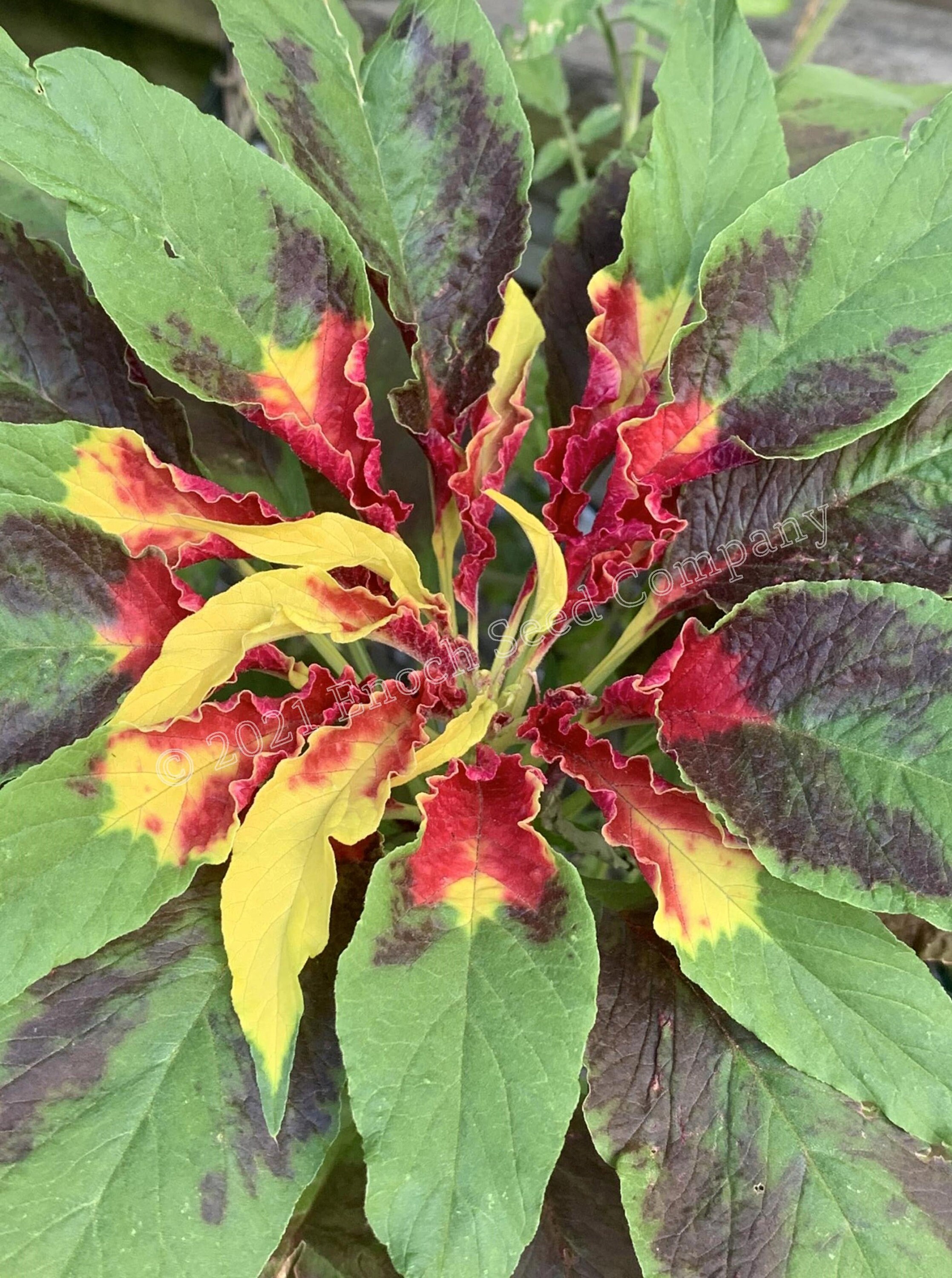 Joseph's Coat Amaranth tricolour Amaranth Summer - Etsy Australia