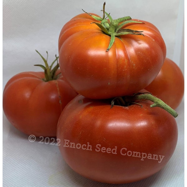 Red Brandywine Tomato (Amish Heirloom, Beefsteak Tomato, Non-GMO, Open Pollinated Seed - Min. 25 Per Pack. Medium to Large Tomato)