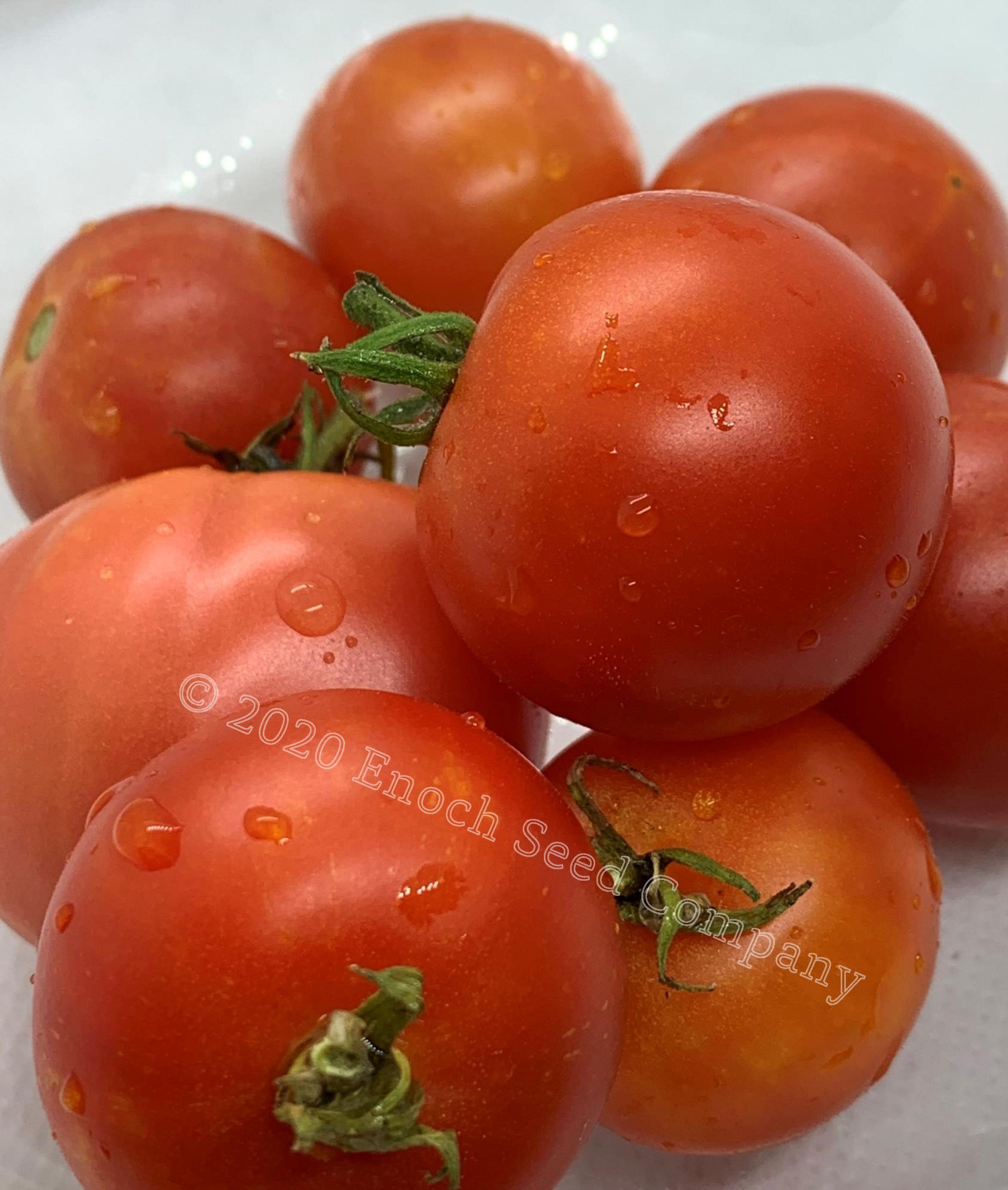 Centennial Rocket Tomato (canadian Heirloom, Canadian Developed