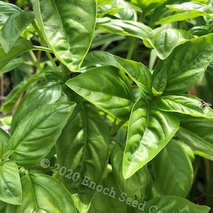 Profumo di Genova-basilicum (kruid, eenjarig, 25-50 zaden min.)