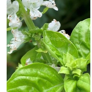 Basilic doux - Sans OGM, graines à pollinisation libre. Basilic vert, fleurs blanches.  (Herbe fine, annuelle, 25-50 graines min.)