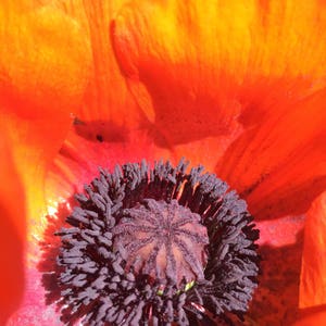 Oriental Poppy Orange 100 min. seeds, Perennial, Papaver orientale image 1