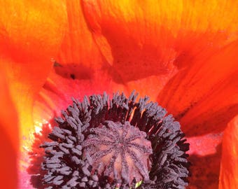 Oriental Poppy - Orange (100 min. seeds, Perennial, Papaver orientale)