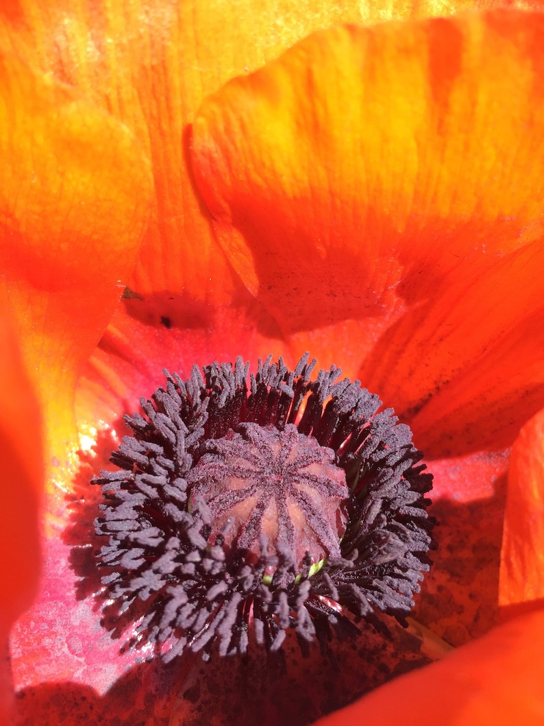 Oriental Poppy Orange 100 min. seeds, Perennial, Papaver orientale image 1