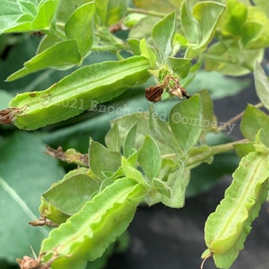 Asparagus Pea (Winged Bean, Cigarillas, Goa Bean, Four-Angled [Cornered] Bean, Non-GMO & Open Pollinated Seeds, Min. 10 Seeds Per Pack)