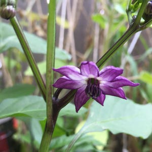 Siberian Black Pepper. Heirloom, Ornamental Pepper. Hot! (Non-GMO, Open Pollinated Seeds, Min. 15 Seeds Per Pack) image 3