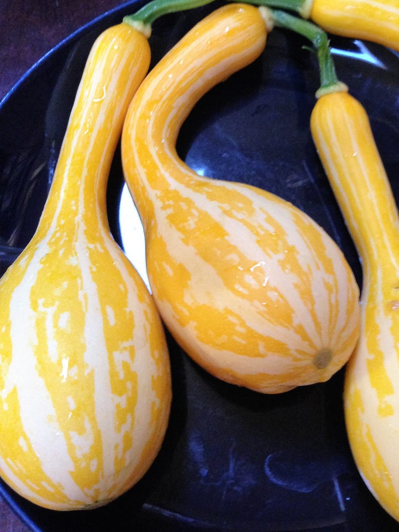 Lou's Gourd 10 Seeds Annual Crookneck Squash Etsy